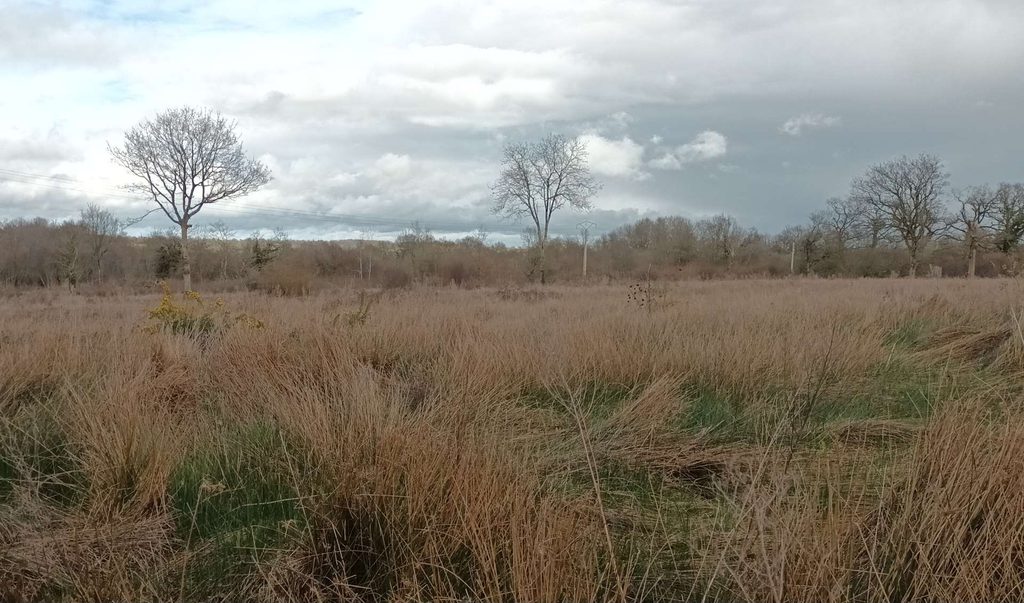 landes et bois chemin du taillis à Moon-sur-Elle (GL)