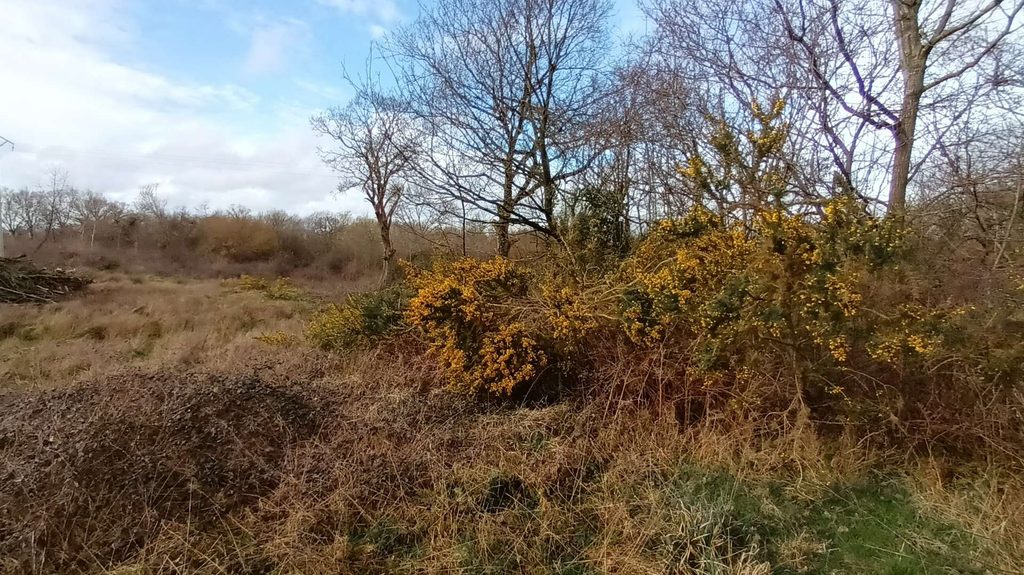 landes et ajoncs  La Fotelaie, Chemin du Taillis à Moon-sur-Elle (GL)