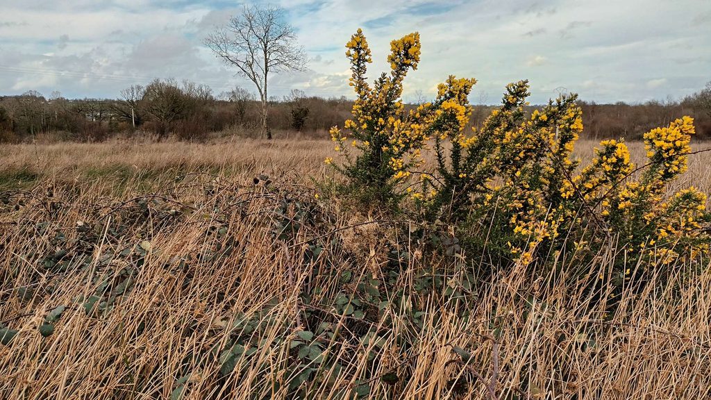 genêts épineux, vignots, le chemin du Taillis, Moon-sur-Elle (GL)