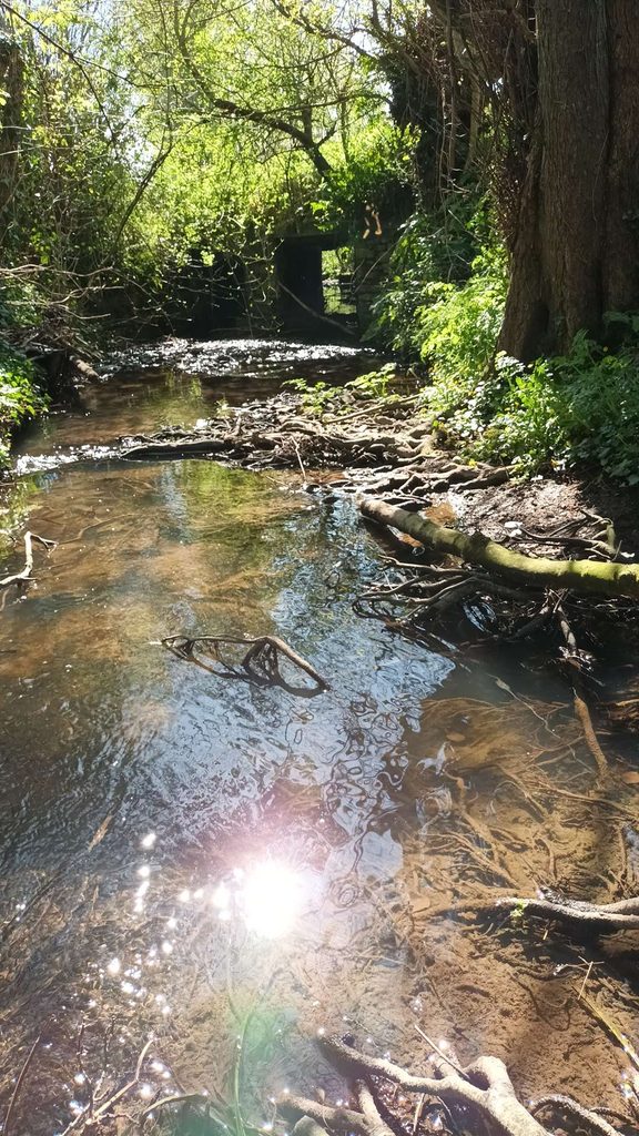 lea rivière de la Velsie (vessie) à Moon-sur-Elle (GL)